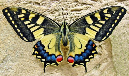 A beautiful brightly colored butterfly in the sand.