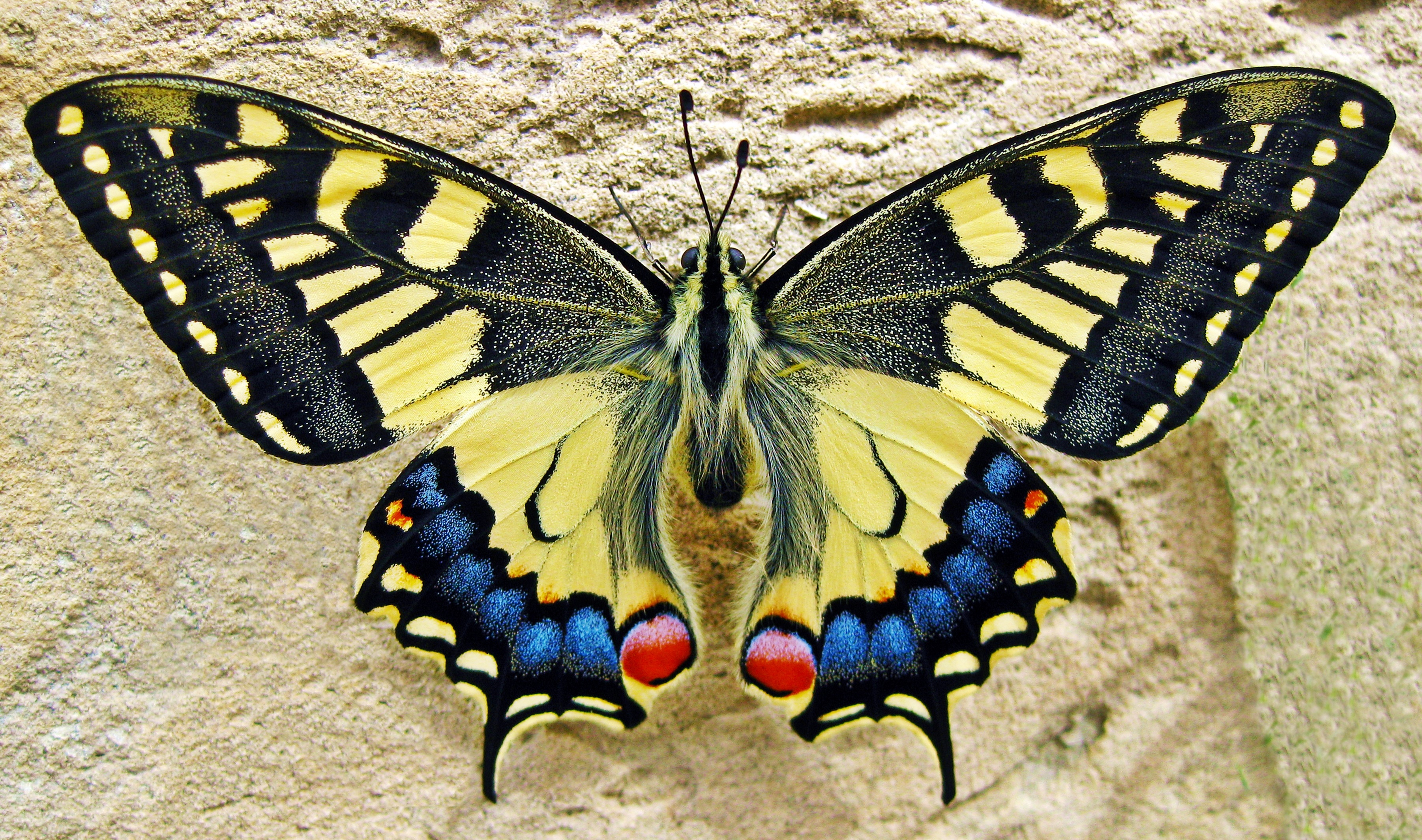 Free photo A beautiful brightly colored butterfly in the sand.