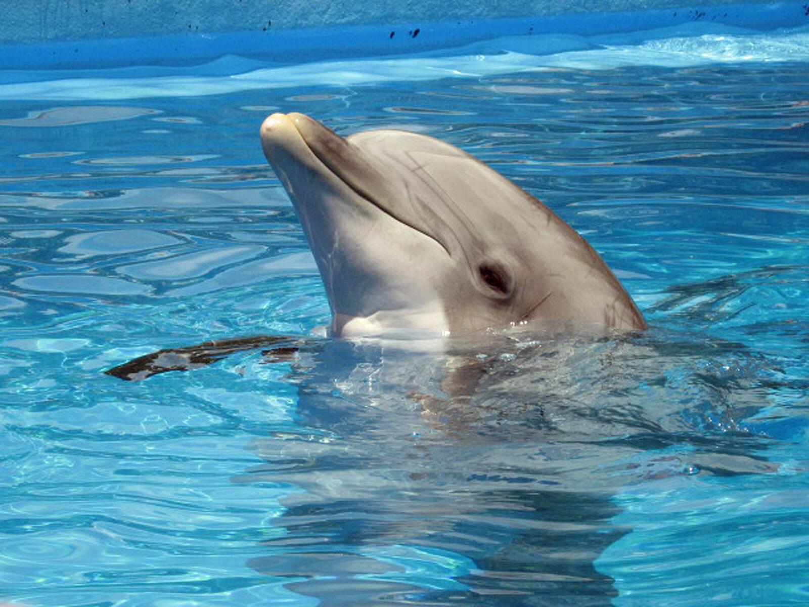 Free photo Dolphin in the pool