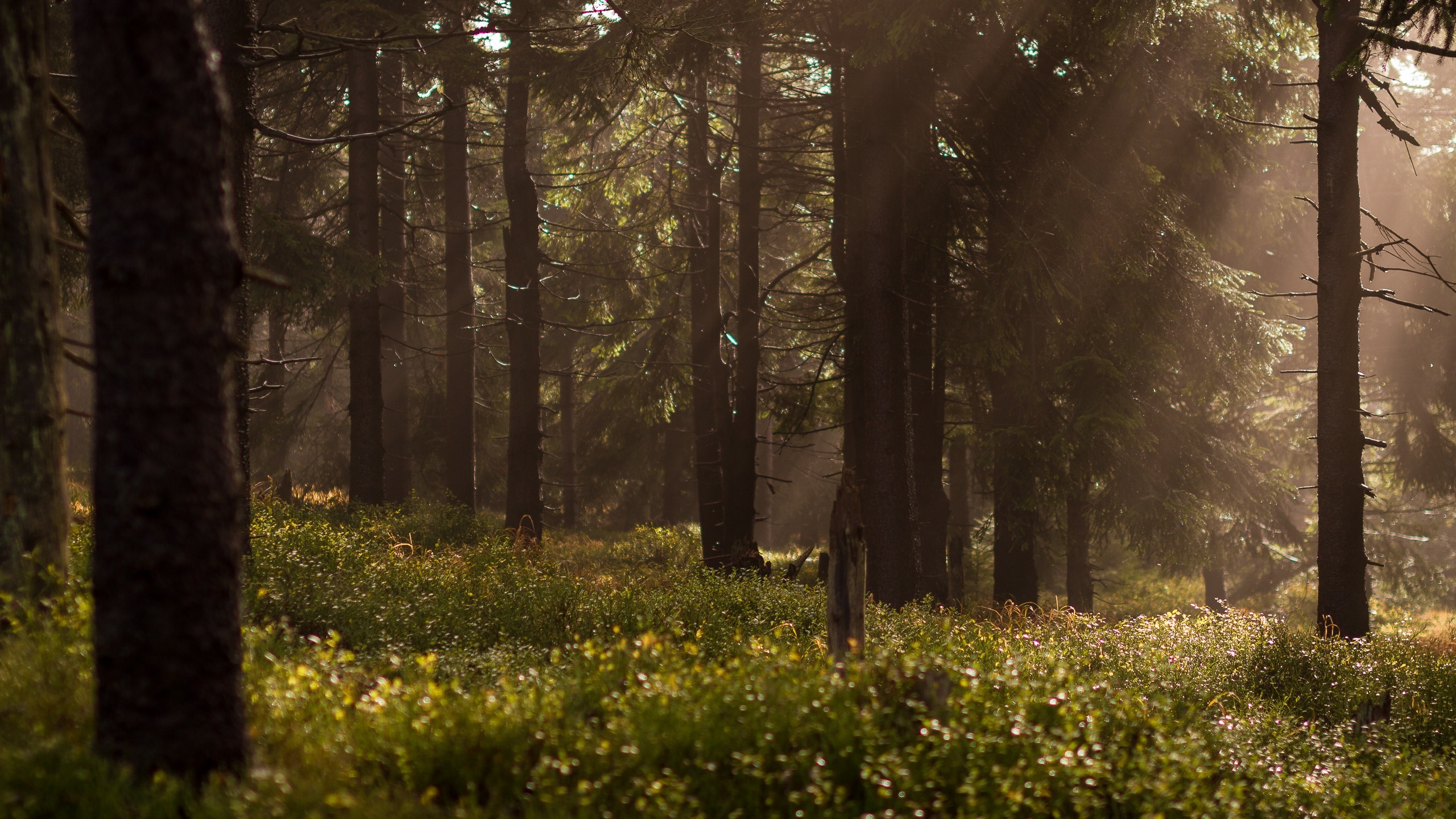 Бесплатное фото Старый лес в летний день