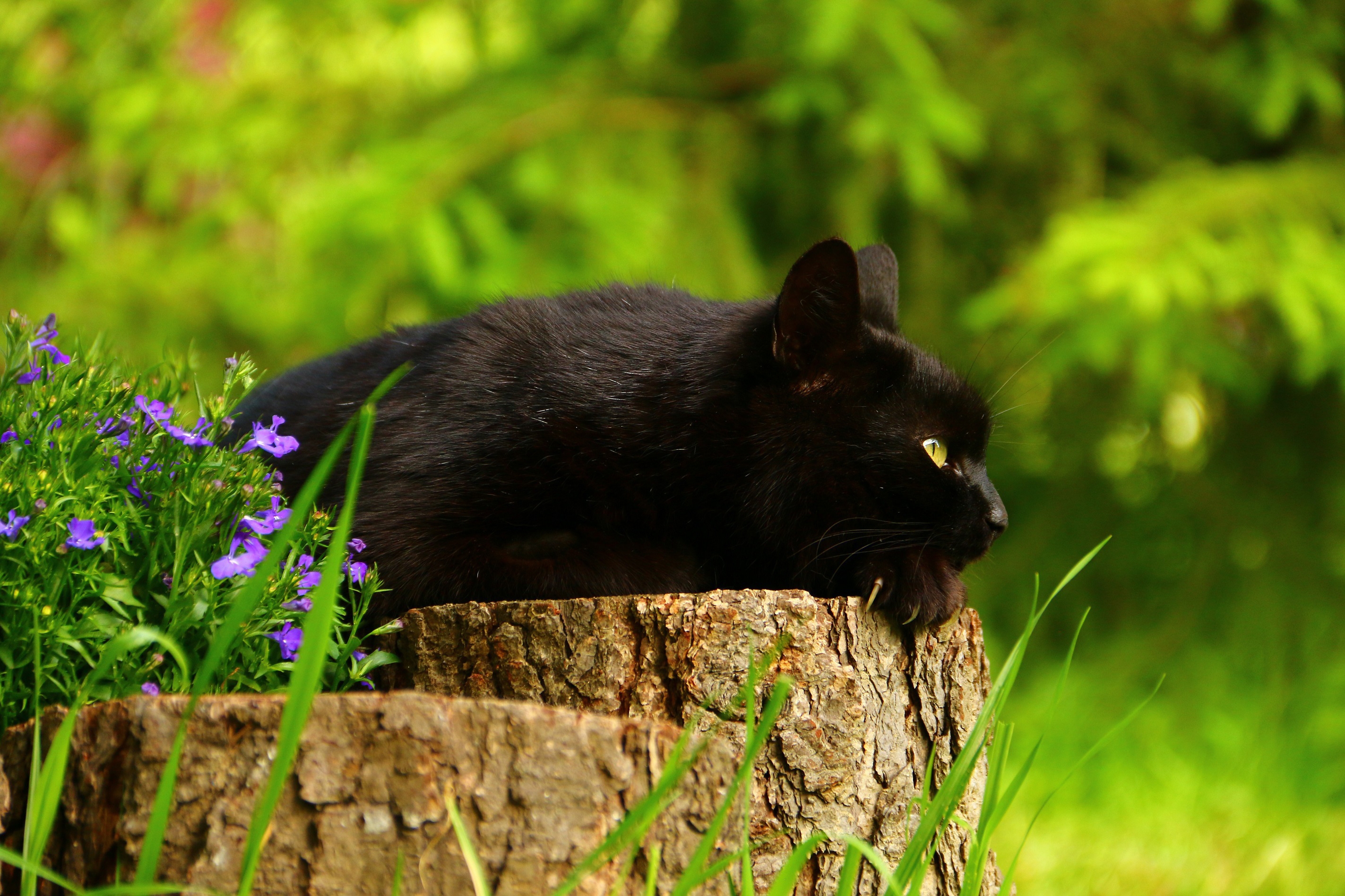 Black cat resting in nature