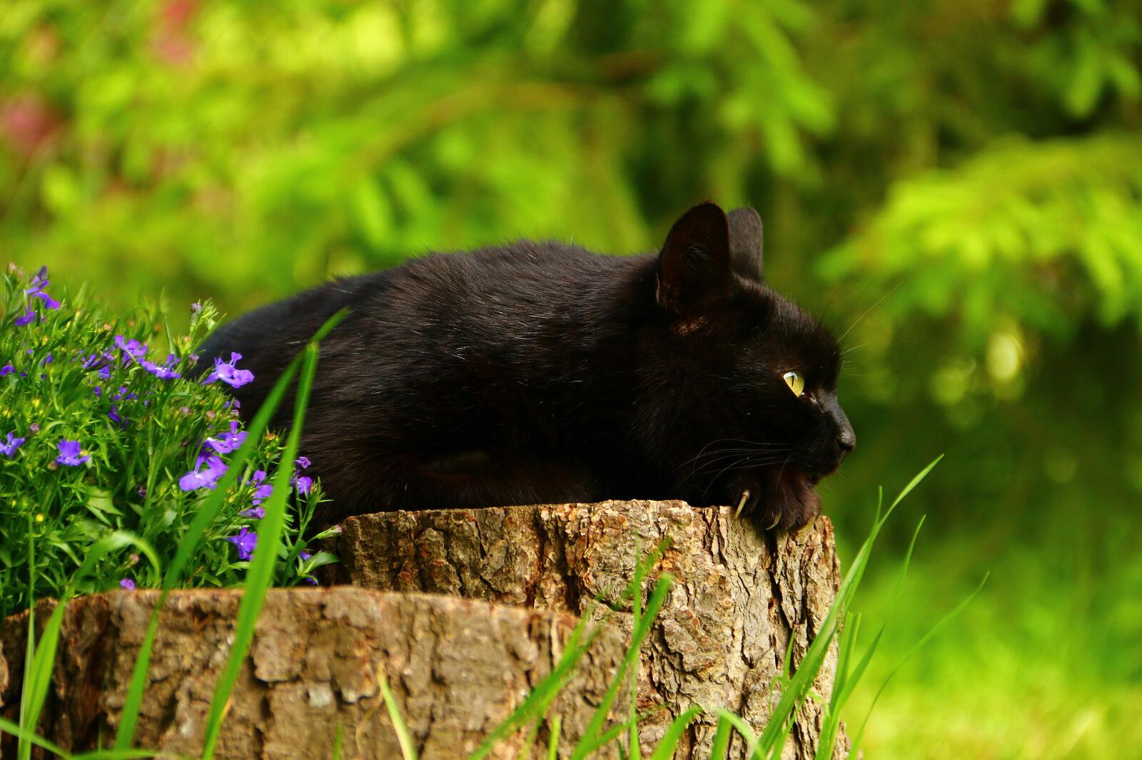Бесплатное фото Черный кот отдыхает на природе