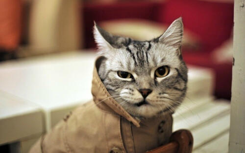 穿着大衣的猫的样子