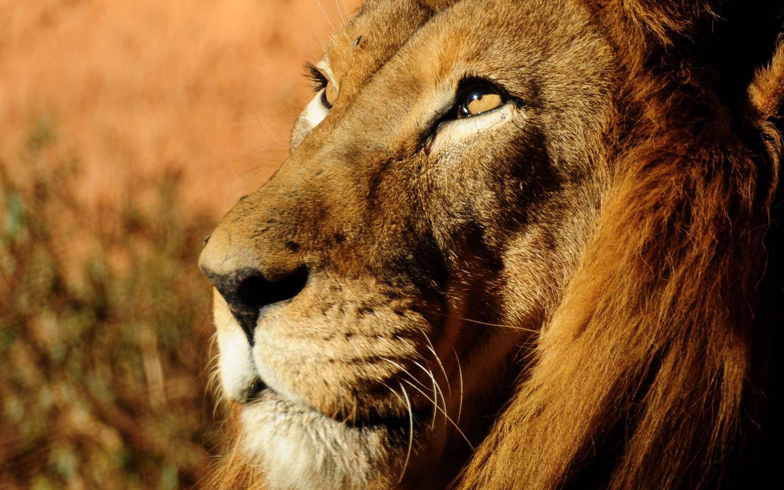A close-up of the lion`s muzzle looking away