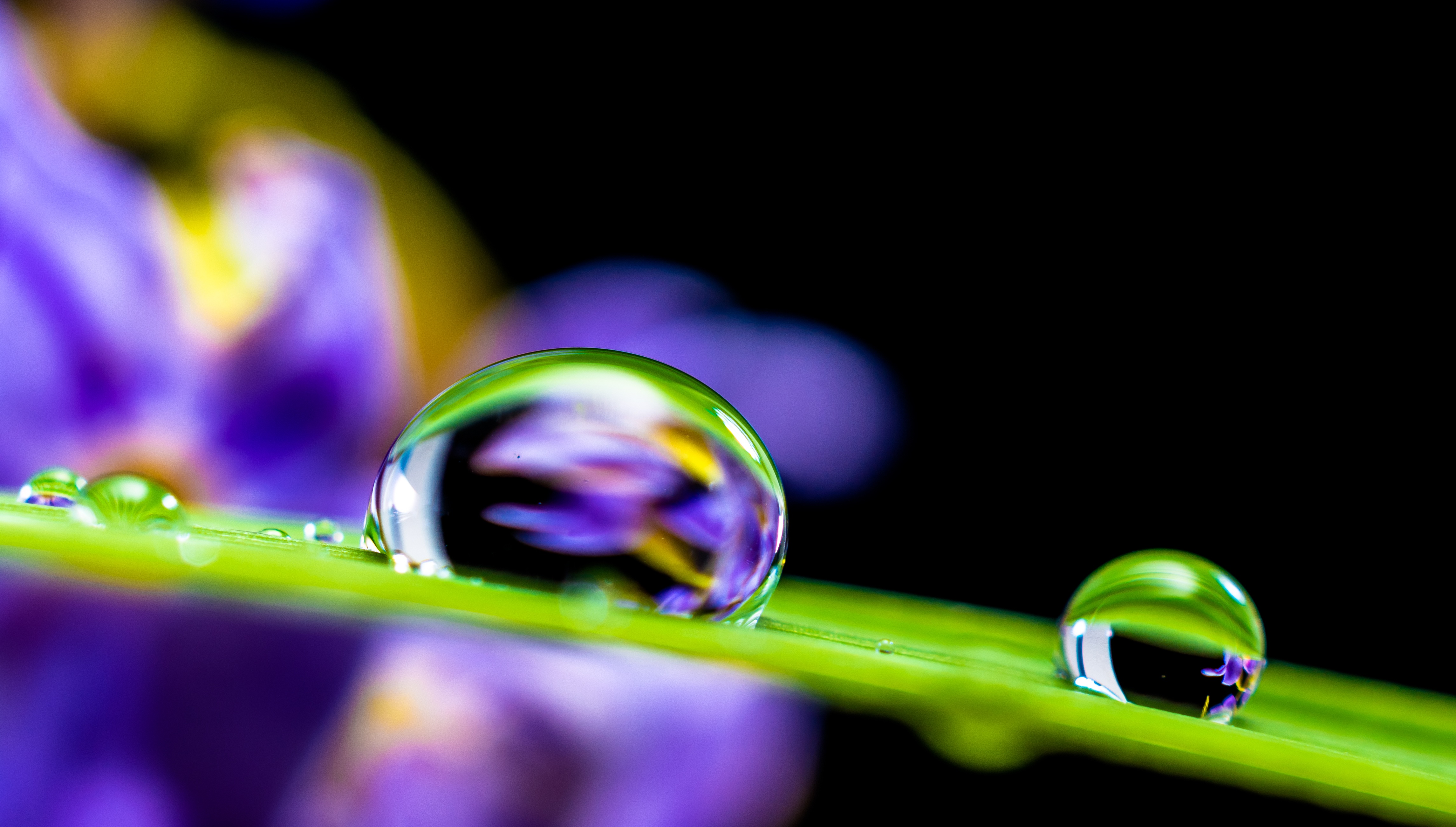 Free photo Dewdrops on a green blade of grass