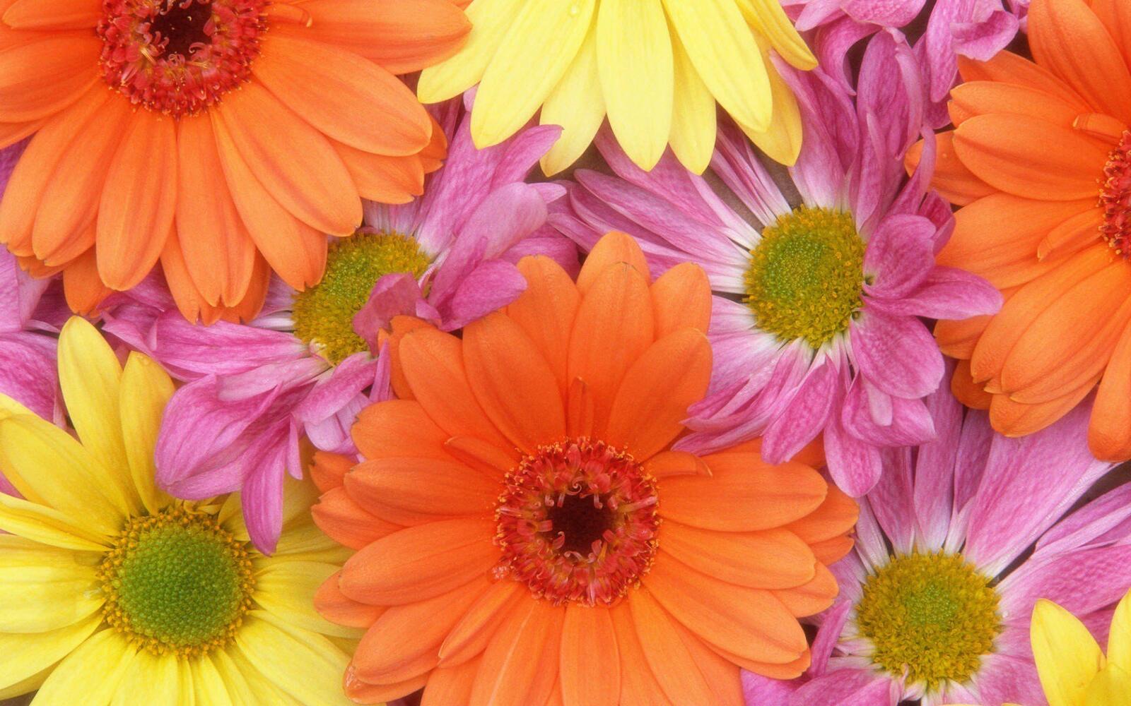 Бесплатное фото Букет разноцветных цветов