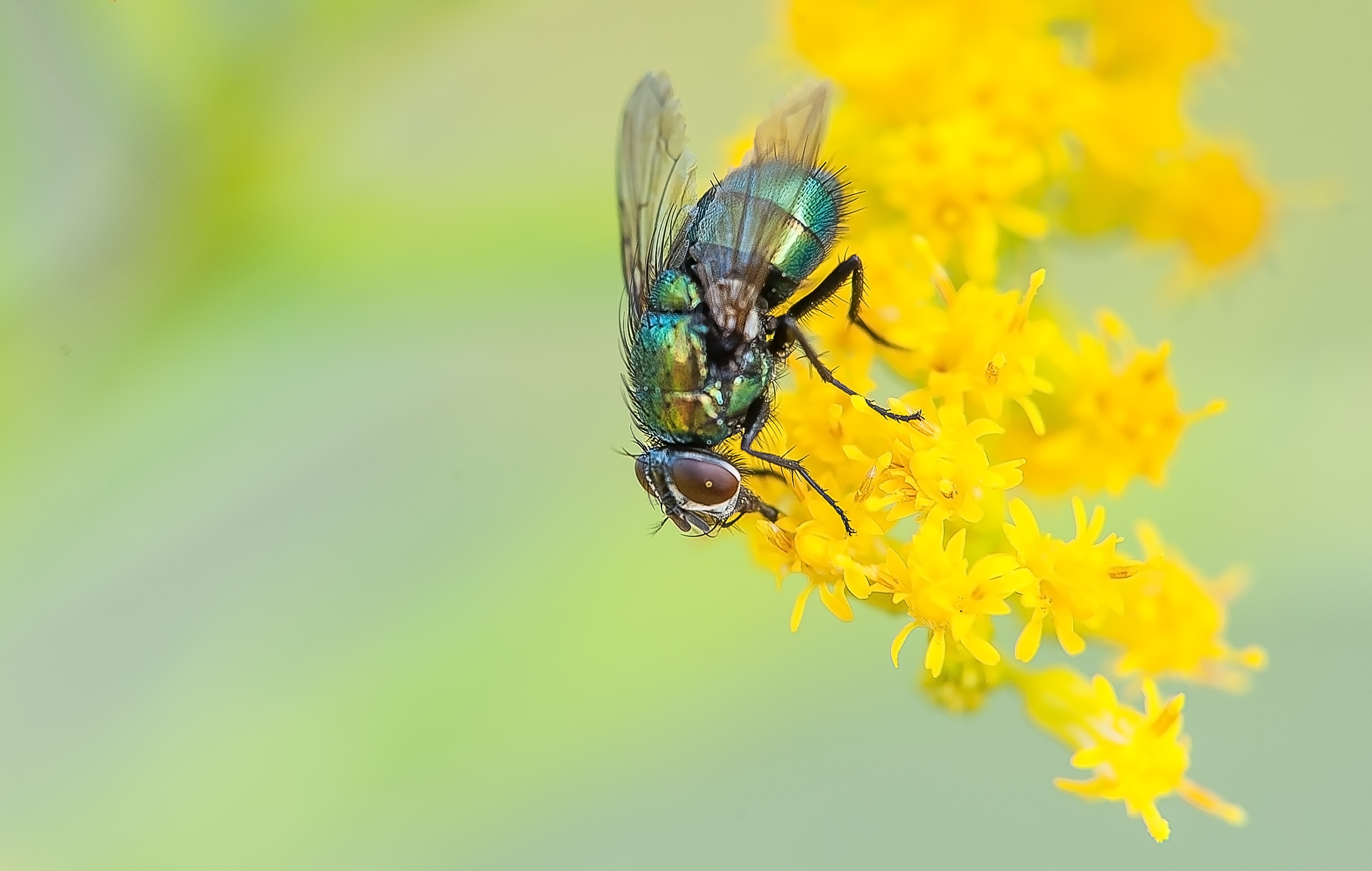 A fly on a yellow flower