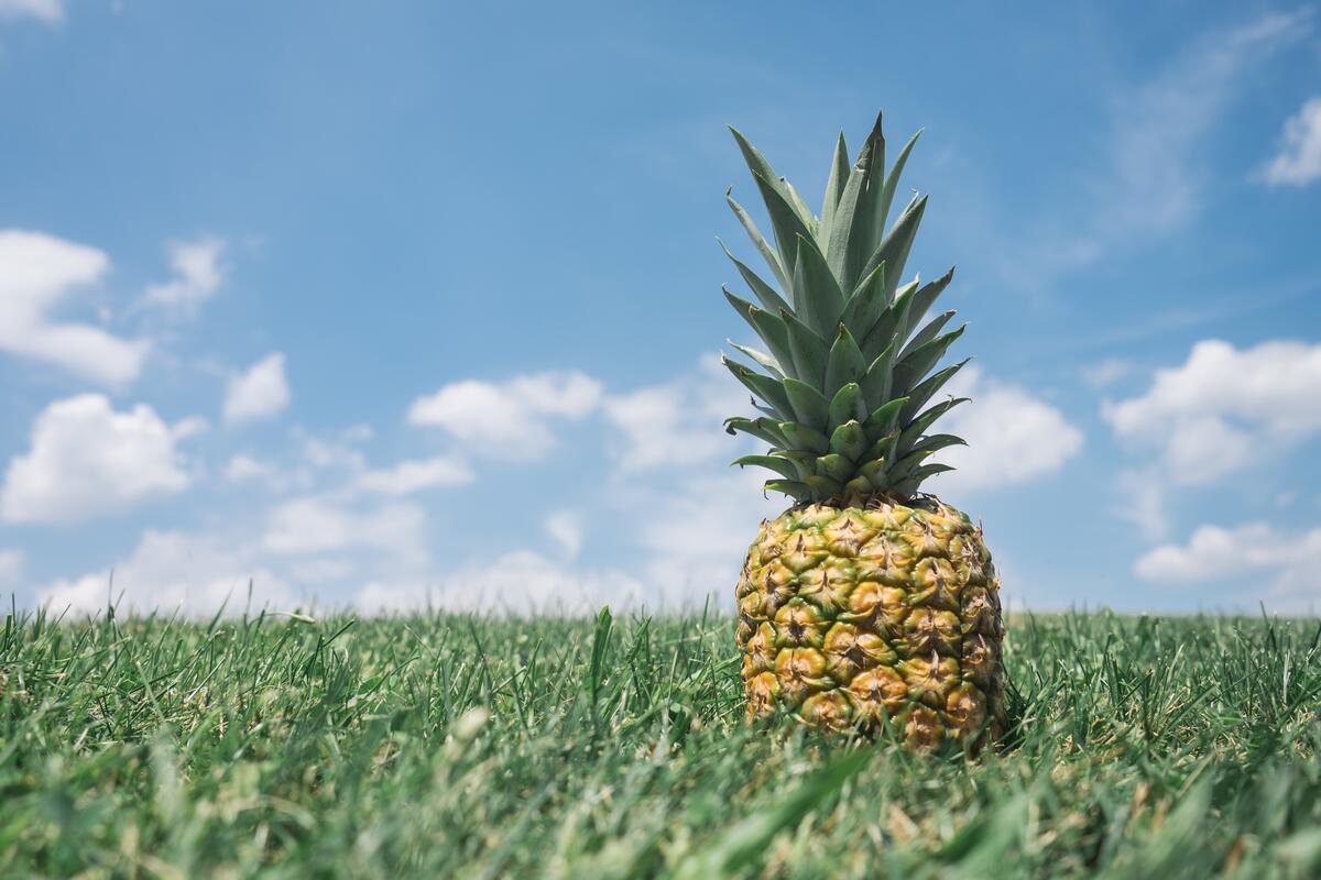 Pineapple on a field of green grass