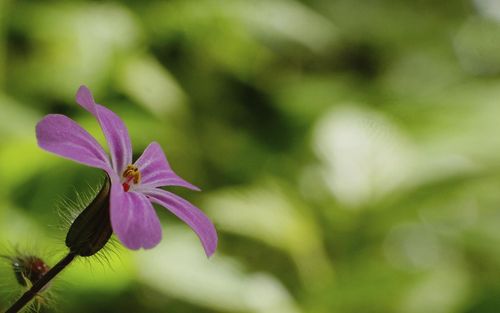 Бесплатное фото Одинокий фиолетовый цветок на размытом фоне