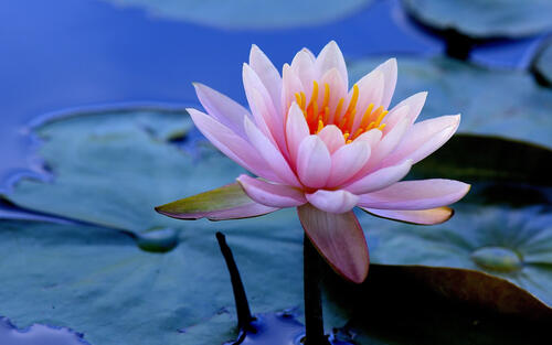 The water lily is pink in color
