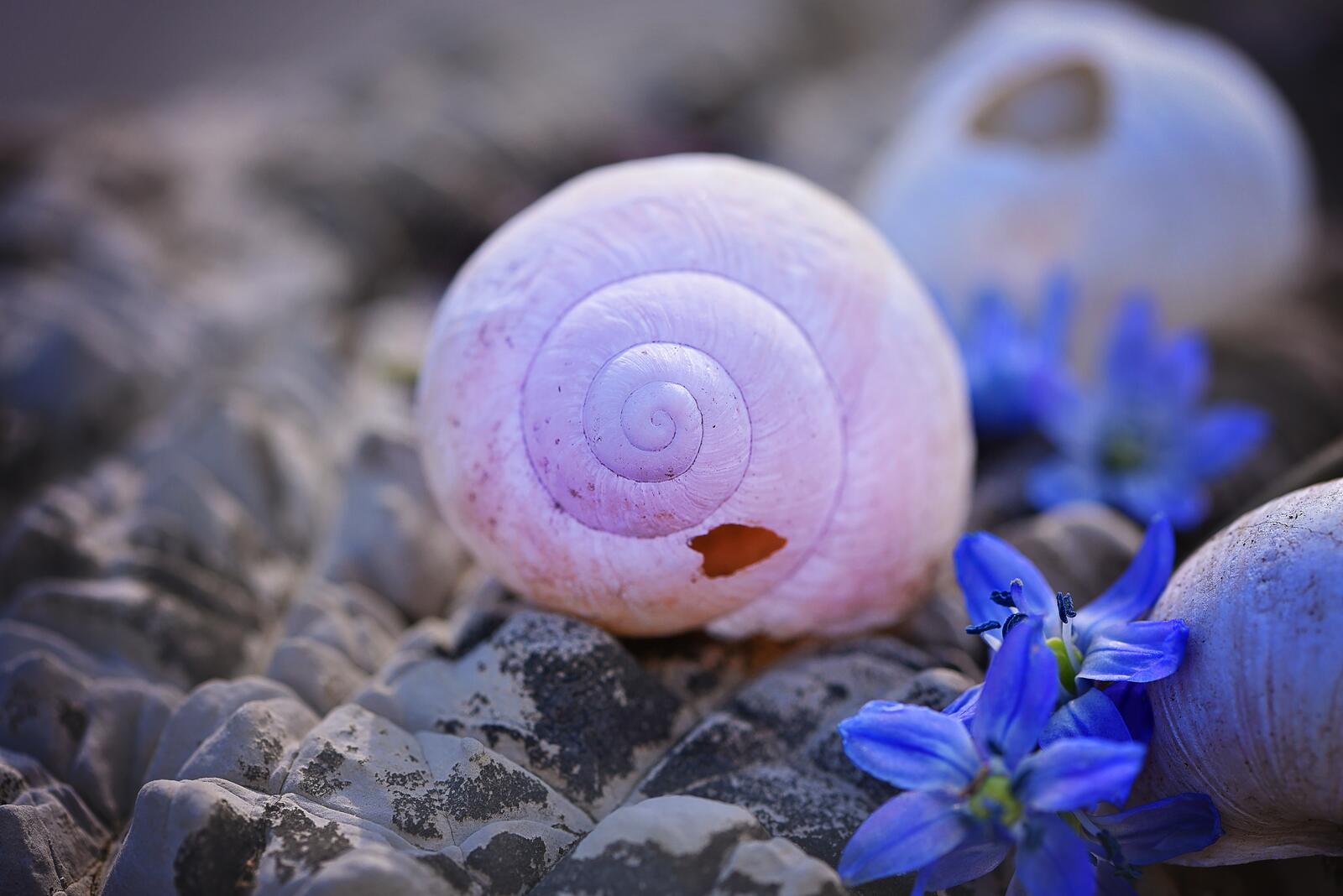 Free photo An old snail shell close-up