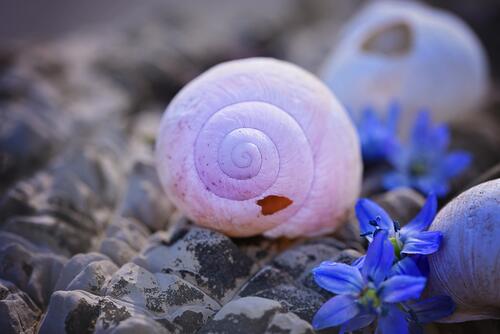 An old snail shell close-up