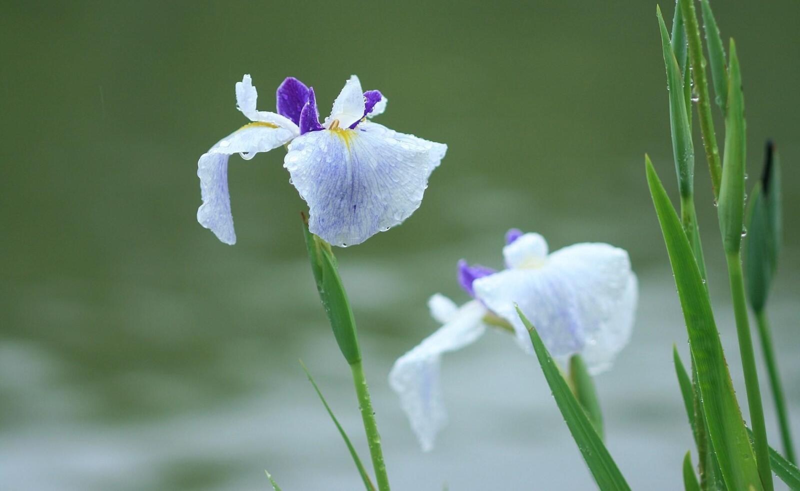 Free photo White iris flowers in the rain.