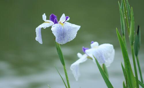 White iris flowers in the rain.