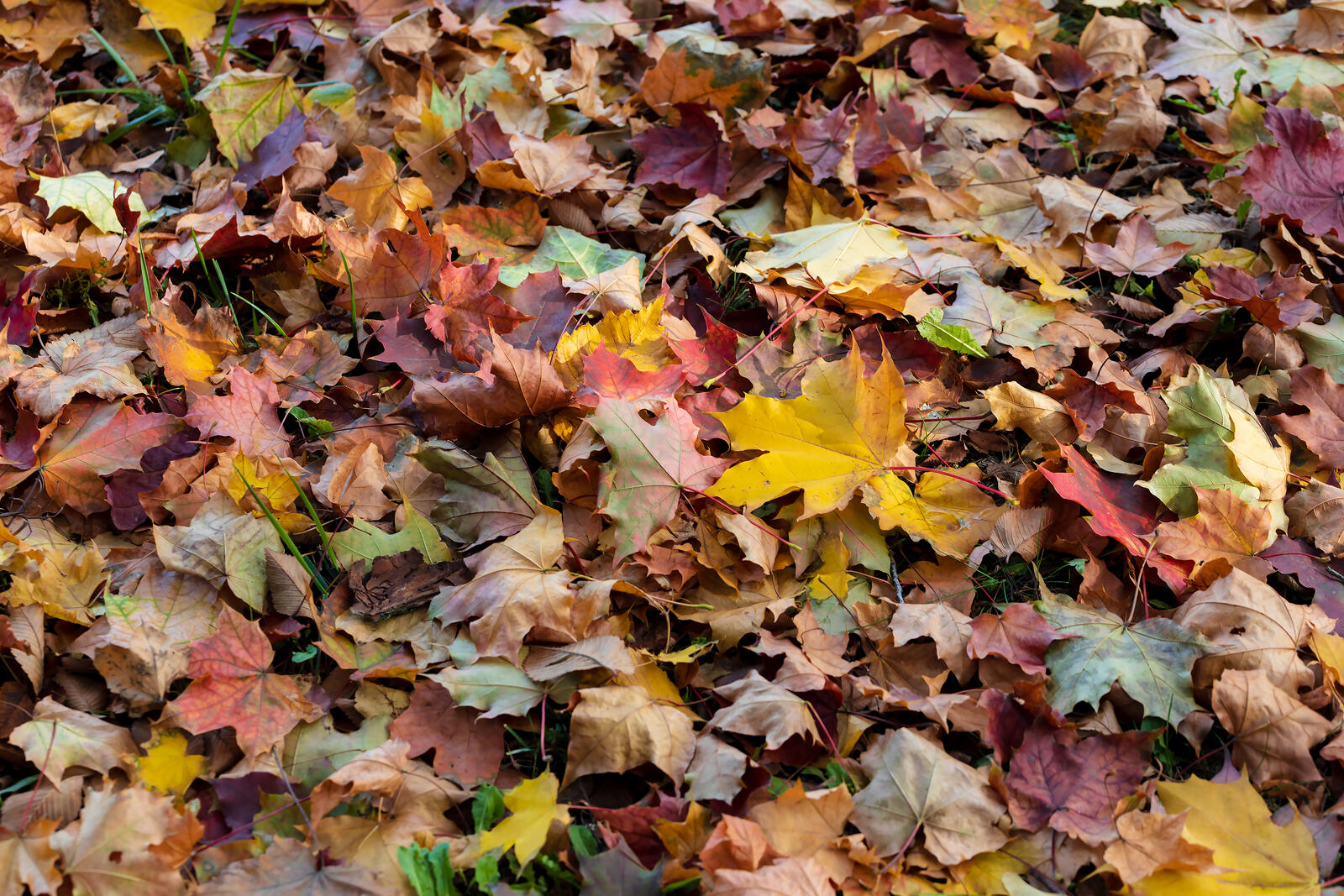 Free photo Fallen autumn leaves
