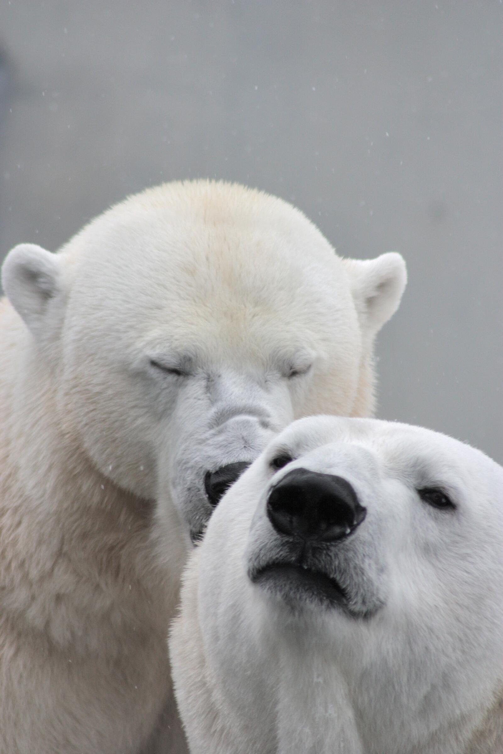 Бесплатное фото Два белых медведя