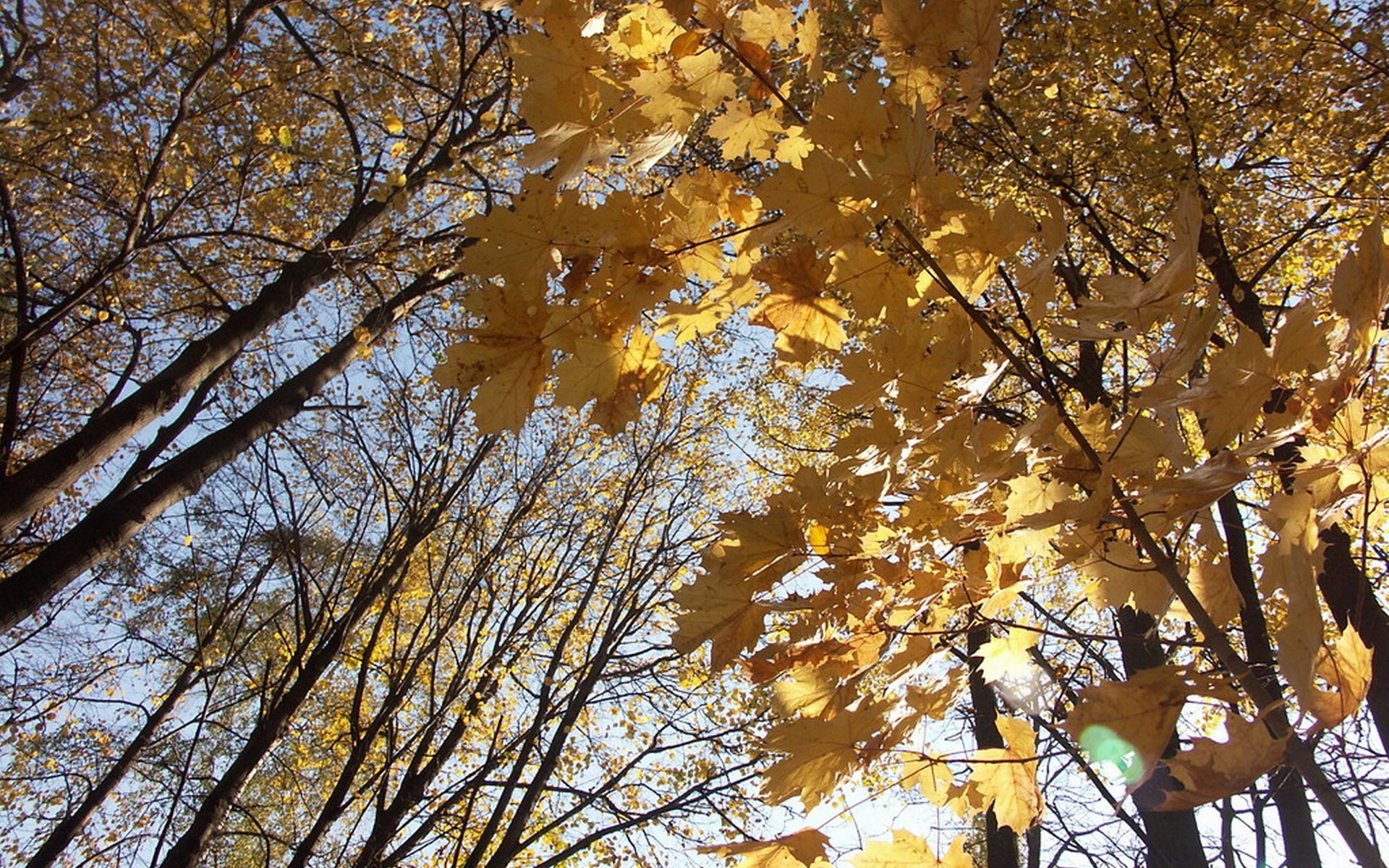 Standing under an autumn maple tree