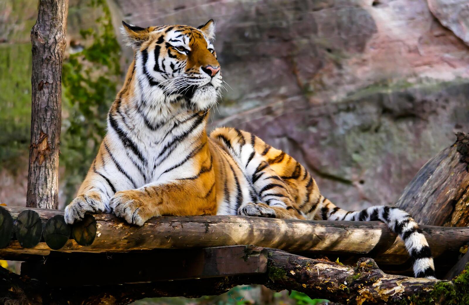 Бесплатное фото Величественный тигр
