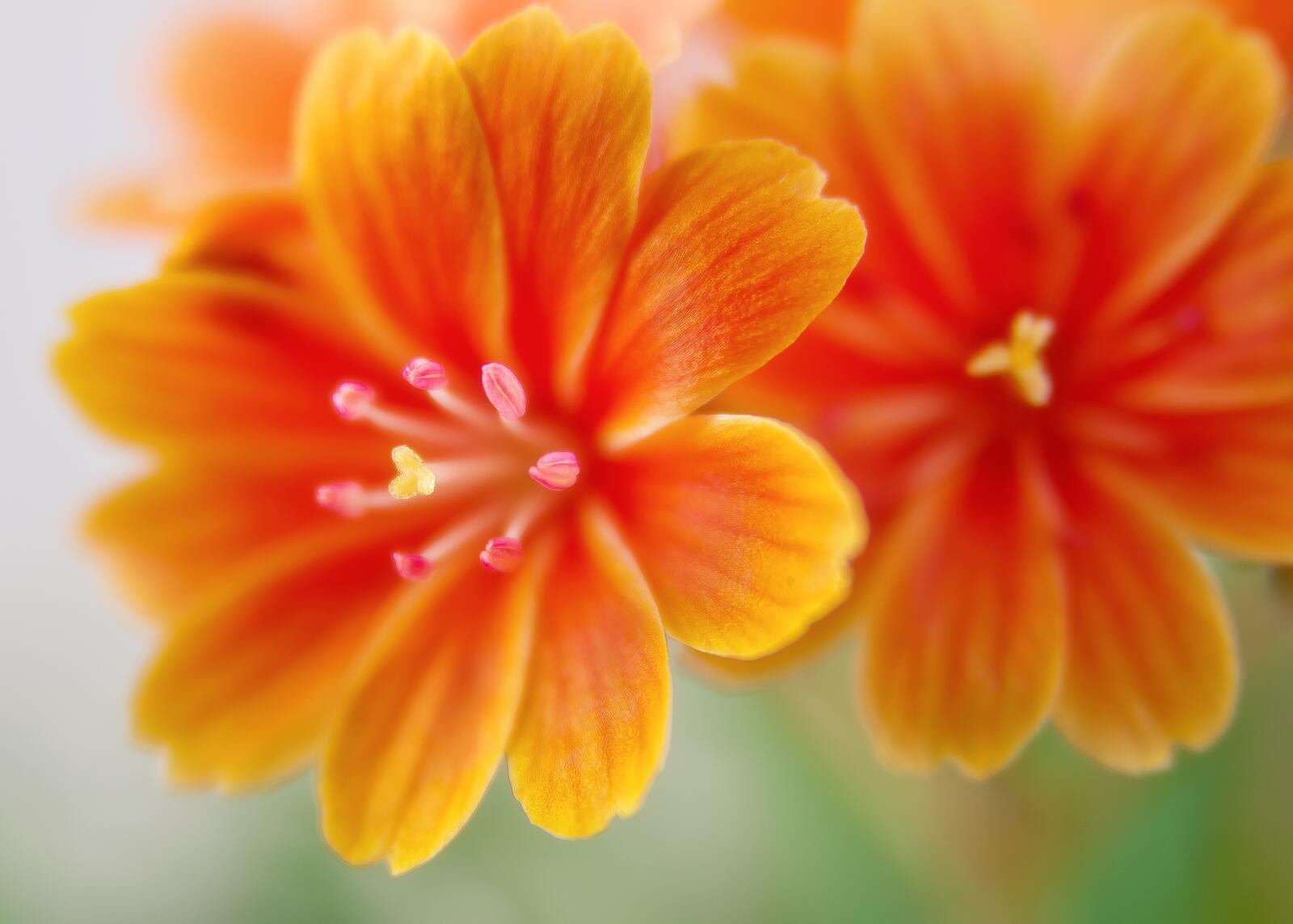 Бесплатное фото Яркие оранжевые цветки льюисия семейства маргариток