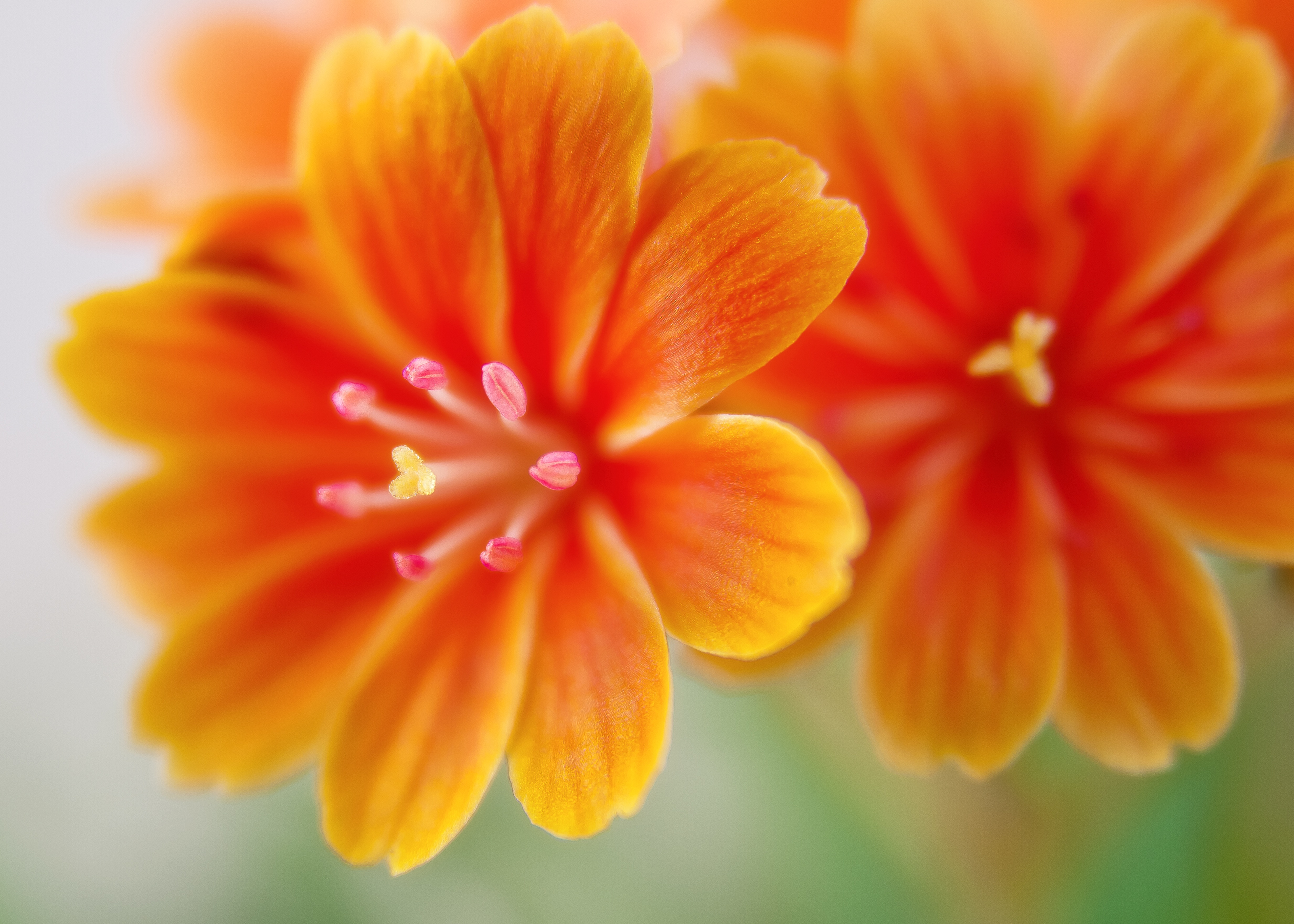 Яркие оранжевые цветки льюисия семейства маргариток