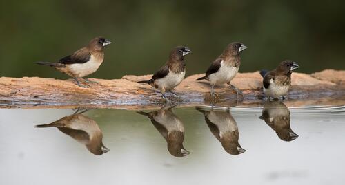 A family of birds