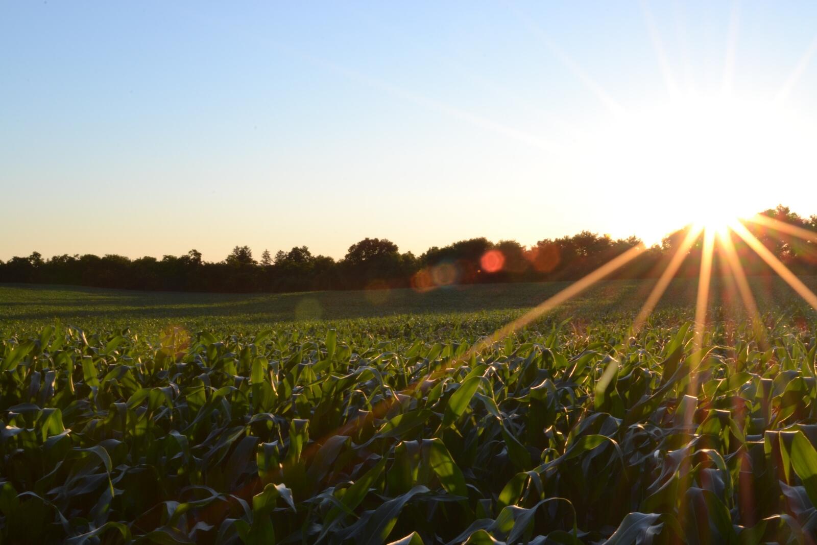 Бесплатное фото Солнечные лучи на поле во время заката