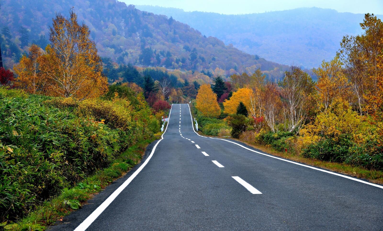 Бесплатное фото Длинная асфальтированная волнистая дорога по осеннему лесу