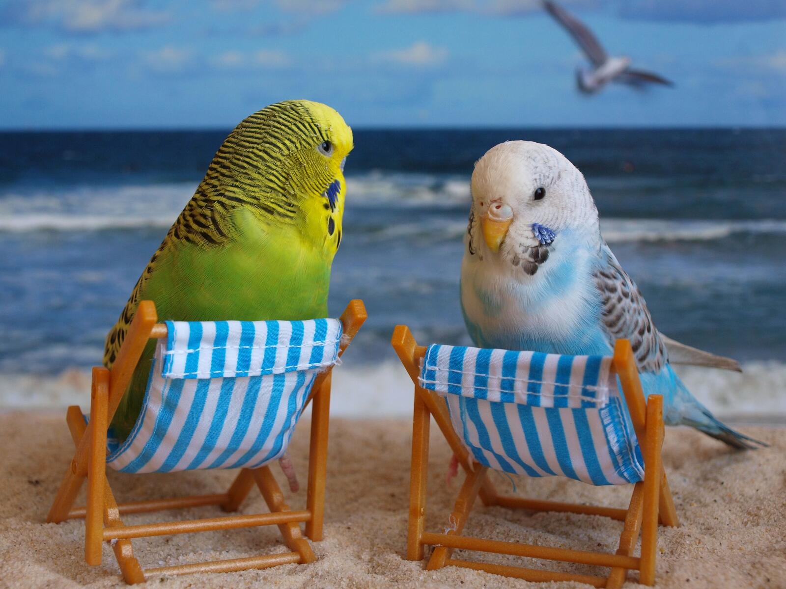 Free photo Parrots relaxing by the sea lying on a hammock