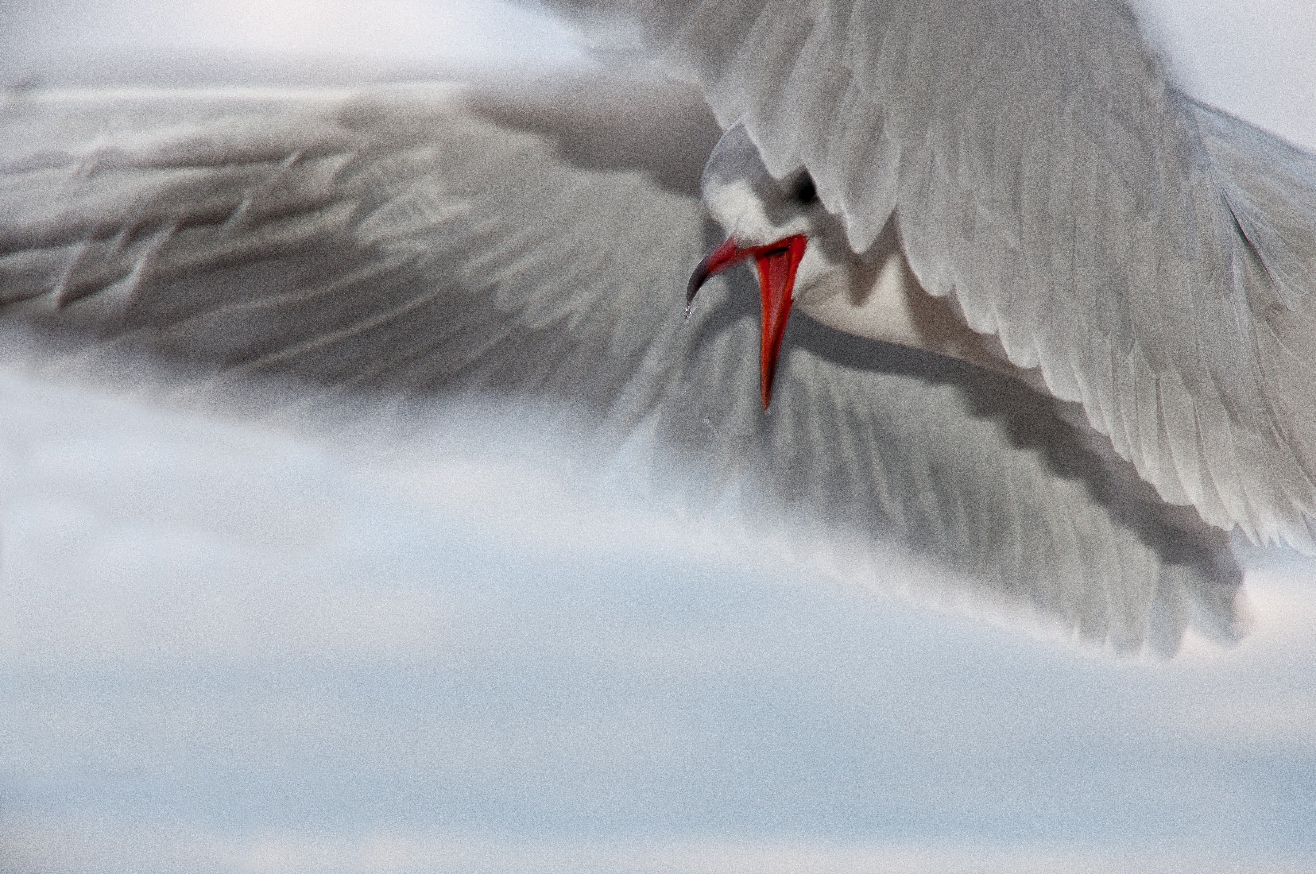 免费照片飞翔的白鸽