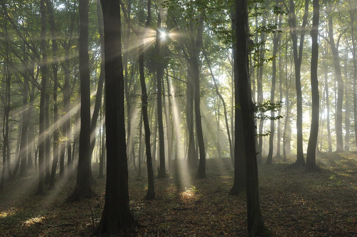 The sun`s rays pierce the branches of the dense forest