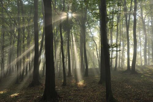 Солнечные лучи пронзают ветви густого леса