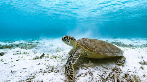 A sea turtle walks on the sea floor.