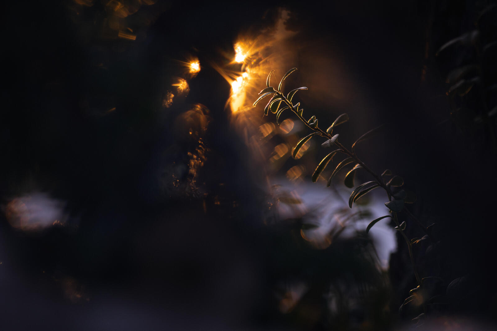 Бесплатное фото Кустарник растущий в лесу во тьме