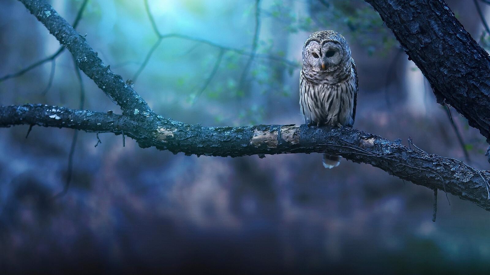 Free photo Wallpaper with a tired owl on a tree branch