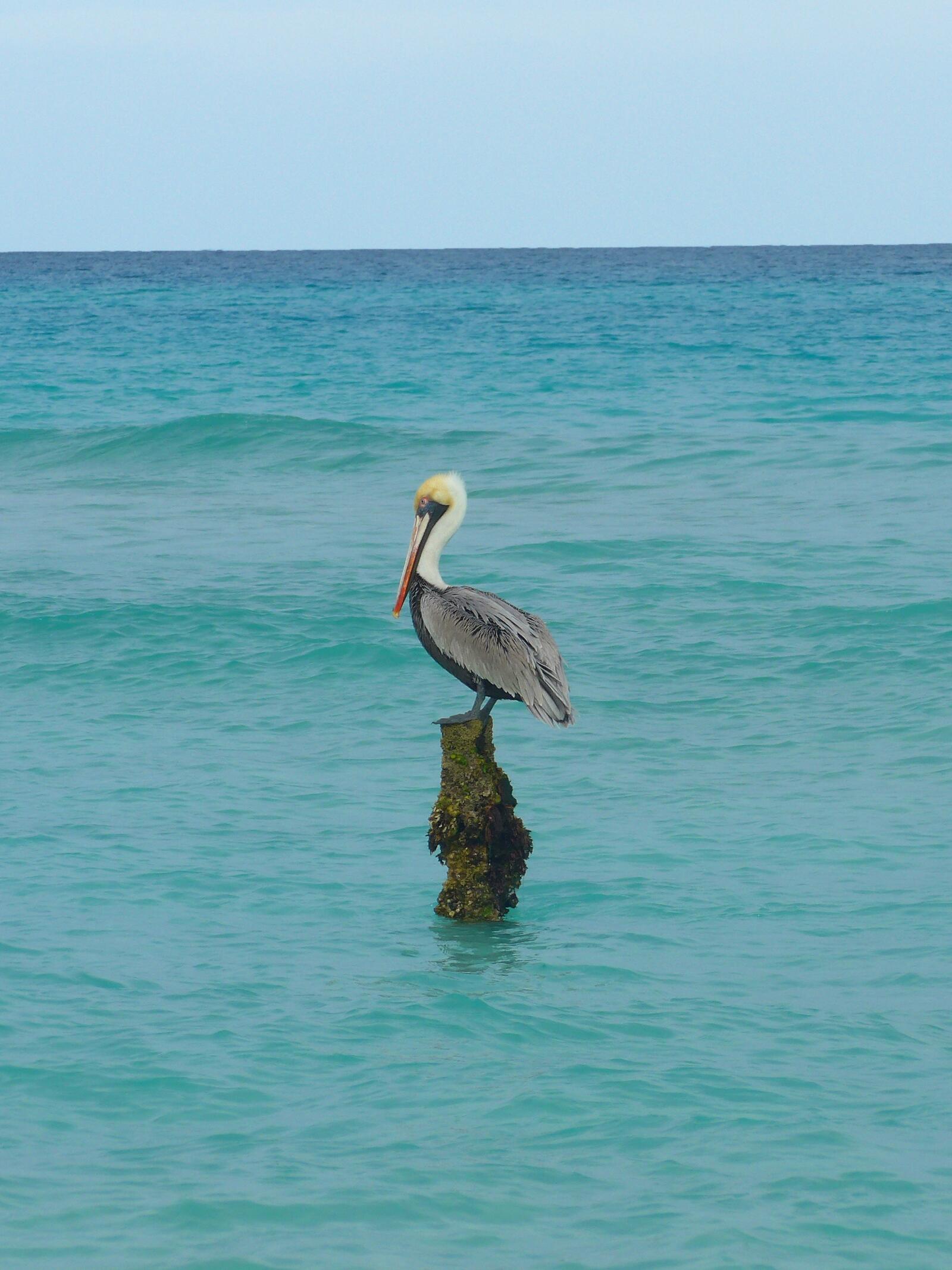 Free photo A pelican sits on a branch