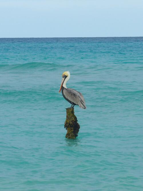 A pelican sits on a branch