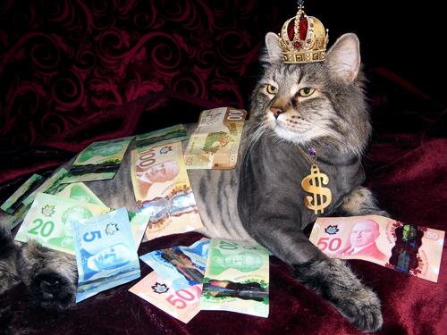 The cat`s the money king