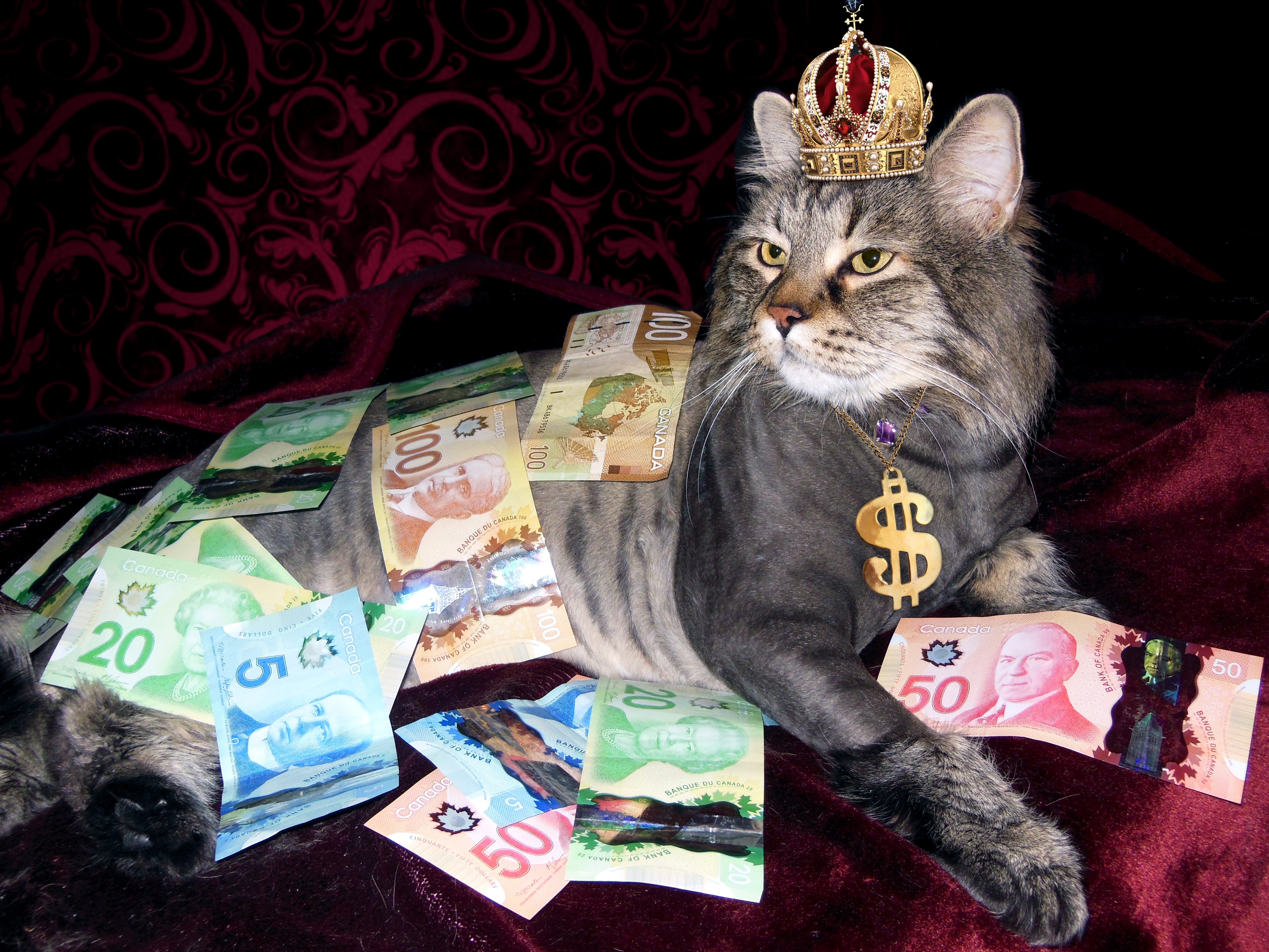 Free photo The cat`s the money king
