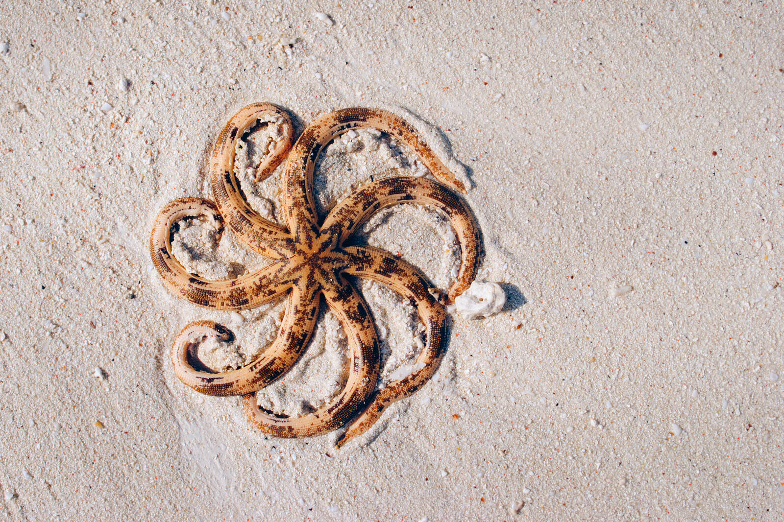 Бесплатное фото Морская медуза лежит на пляже