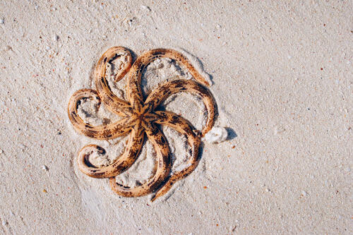 Морская медуза лежит на пляже
