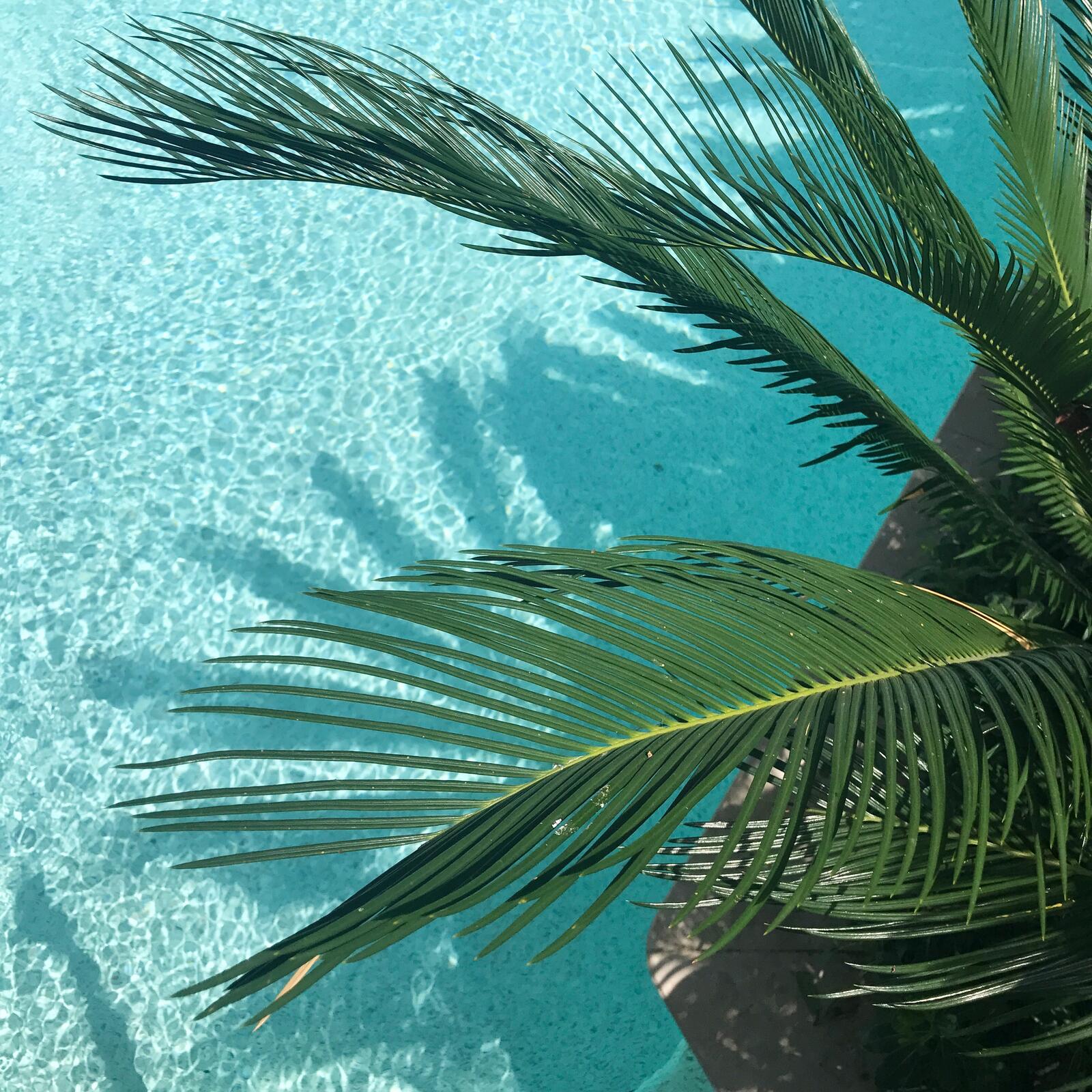 Wallpapers sea palm beach on the desktop