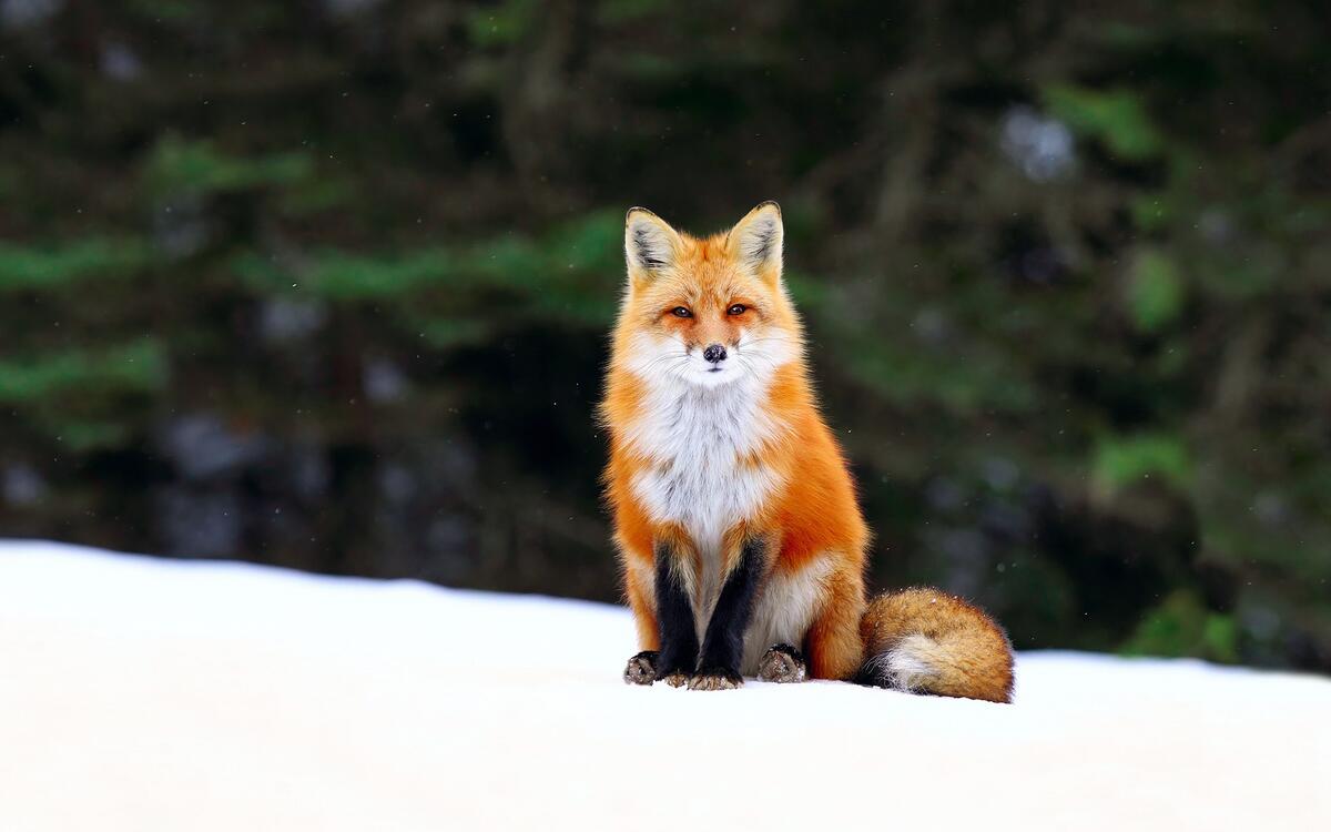 A cute little fox sits on a white frog