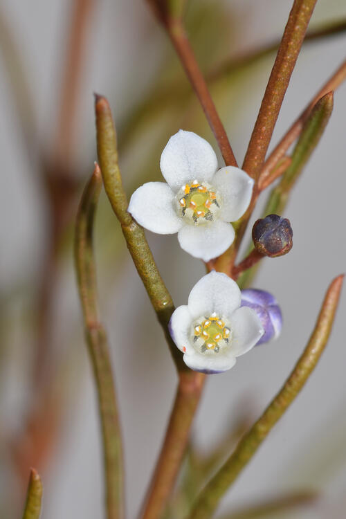 The blossoming white flowers on the branch