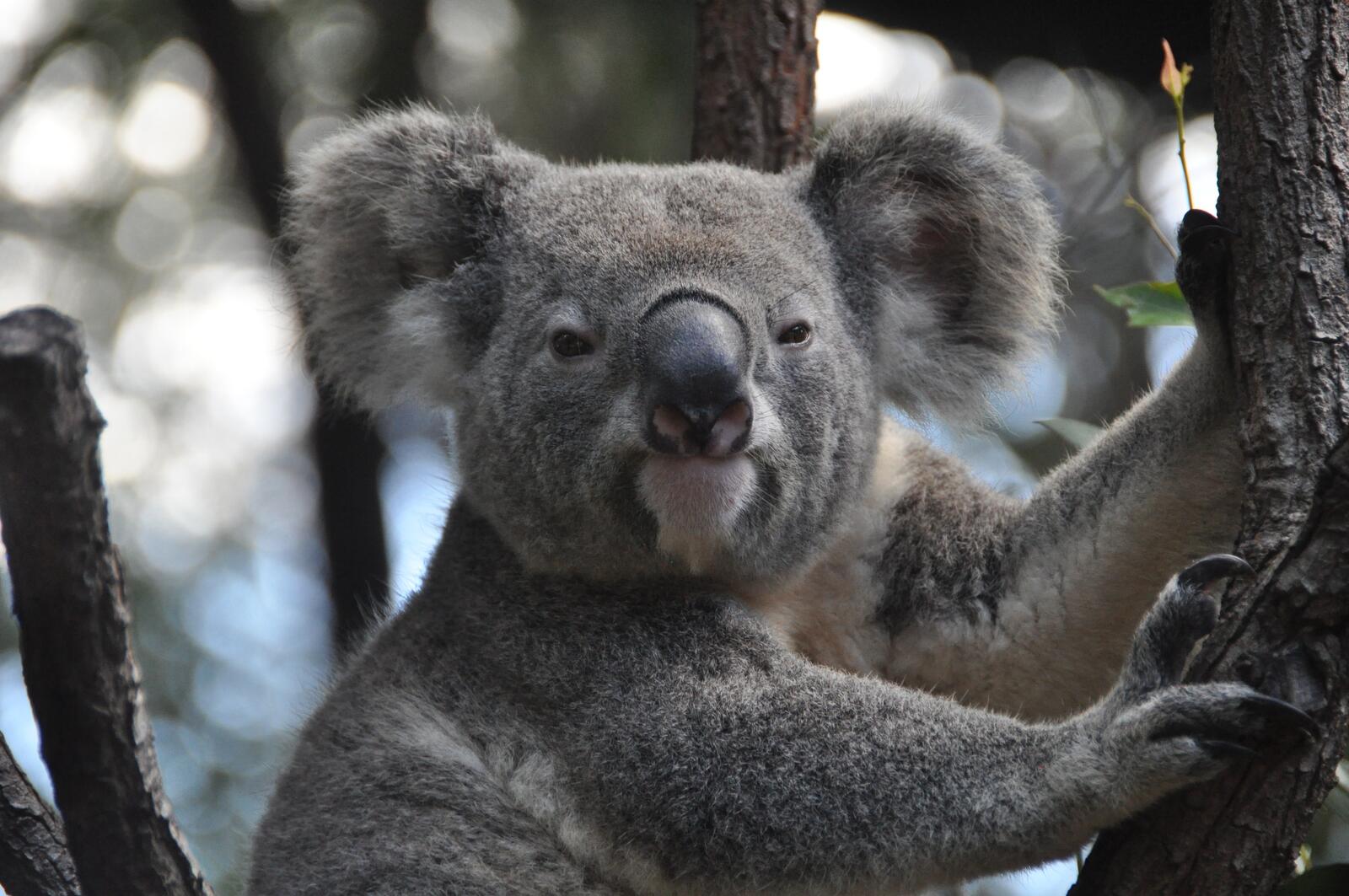 Бесплатное фото Медведь коала крупным планом