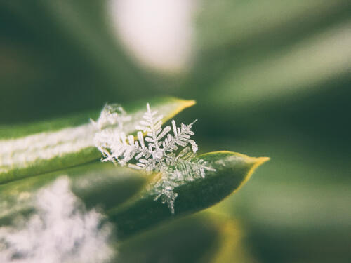 Close-up of a snowflake on a leaf