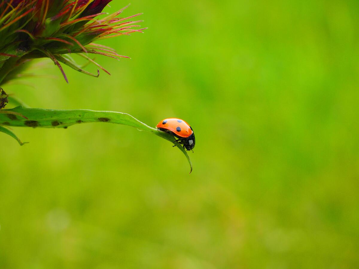 A ladybug is coming down a blade of grass.