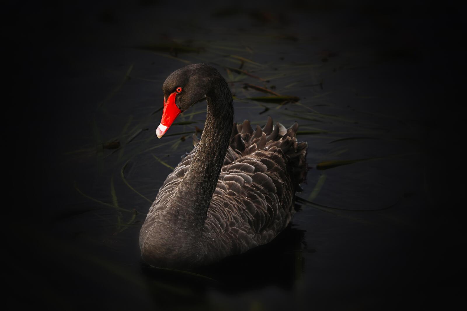 Free photo Wallpaper with a black swan on a lake