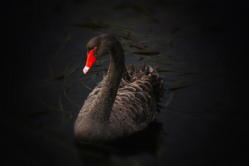 Wallpaper with a black swan on a lake