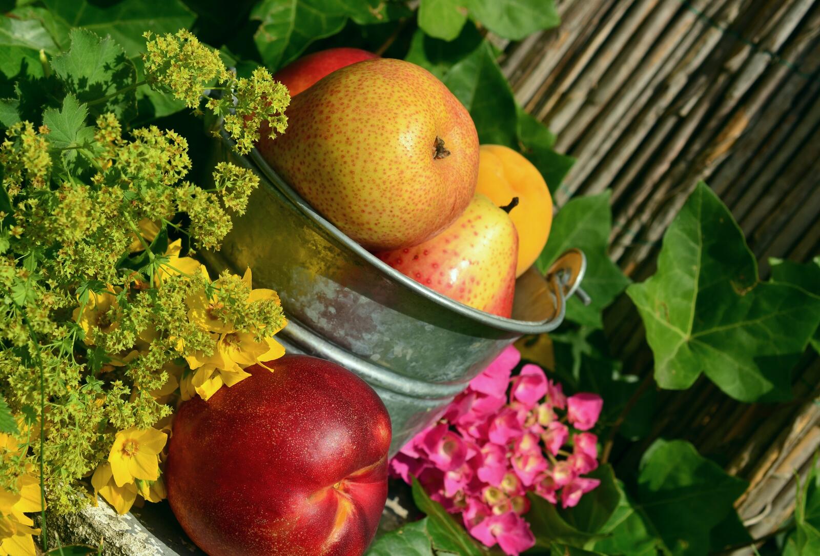 Free photo Fruit in a bucket