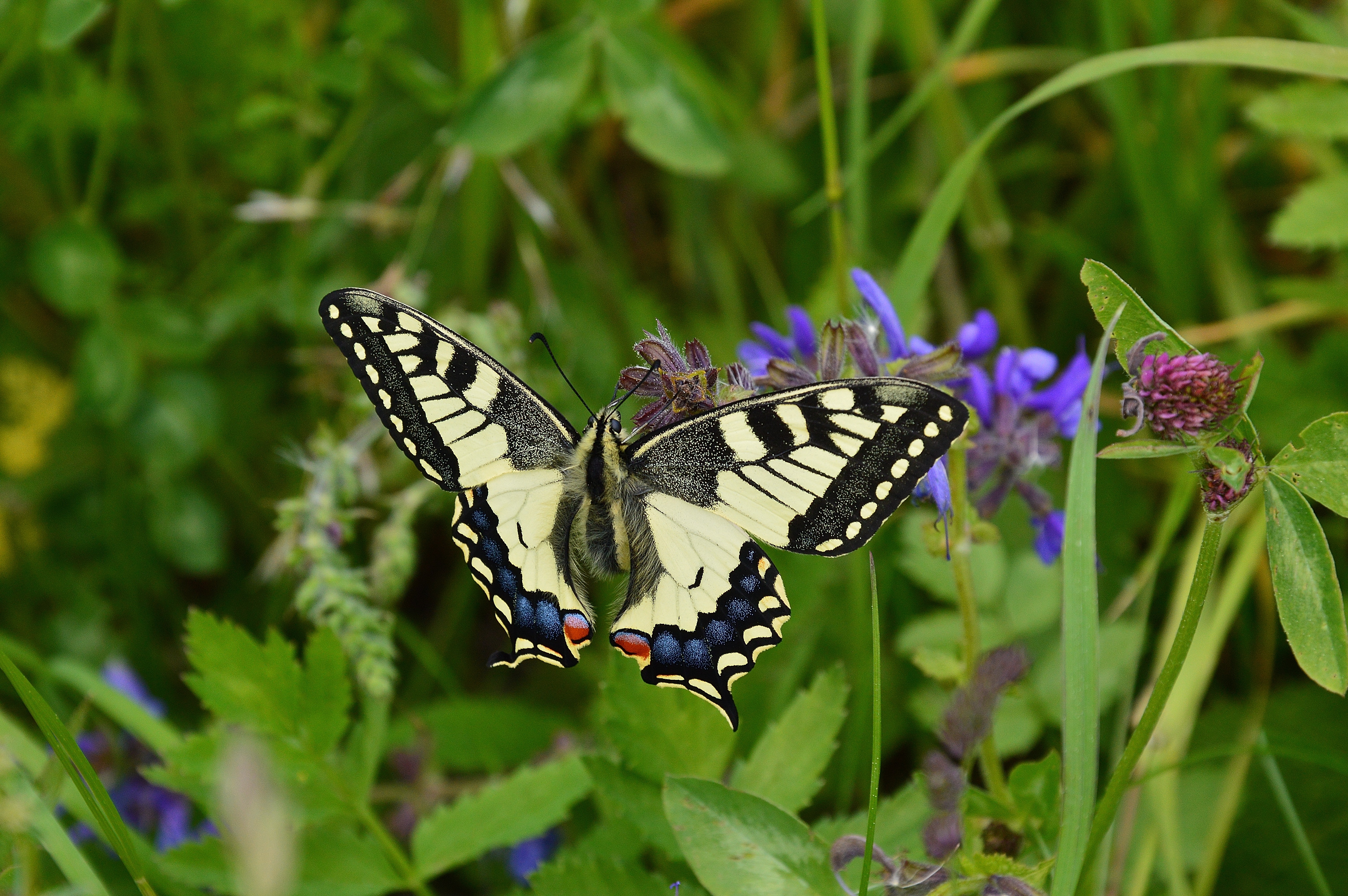 Бабочка летом сидит на зеленой траве
